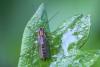 Chironomus sp.